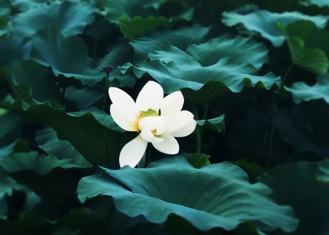 关于荷花绝美的诗句,十首荷花诗词唯美了整个夏天