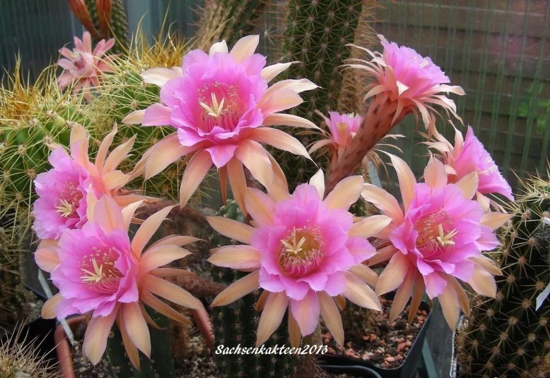 200种·仙人球开花图鉴，大开眼界，美到爆