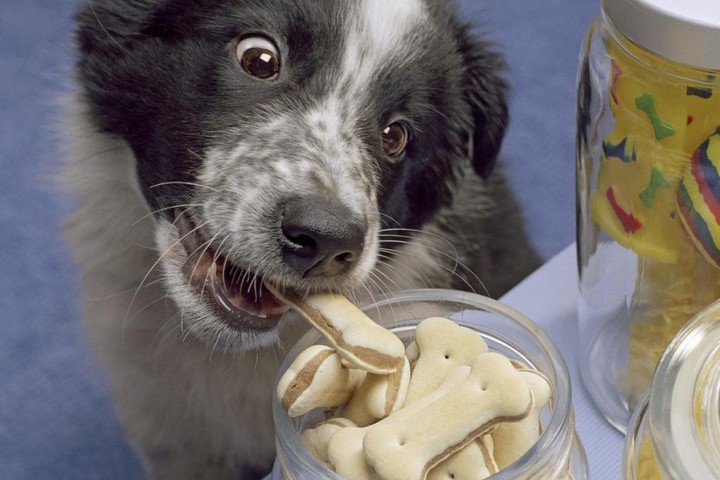 不听话的宠物狗受虐待,强迫狗狗吃狗粮可以吗