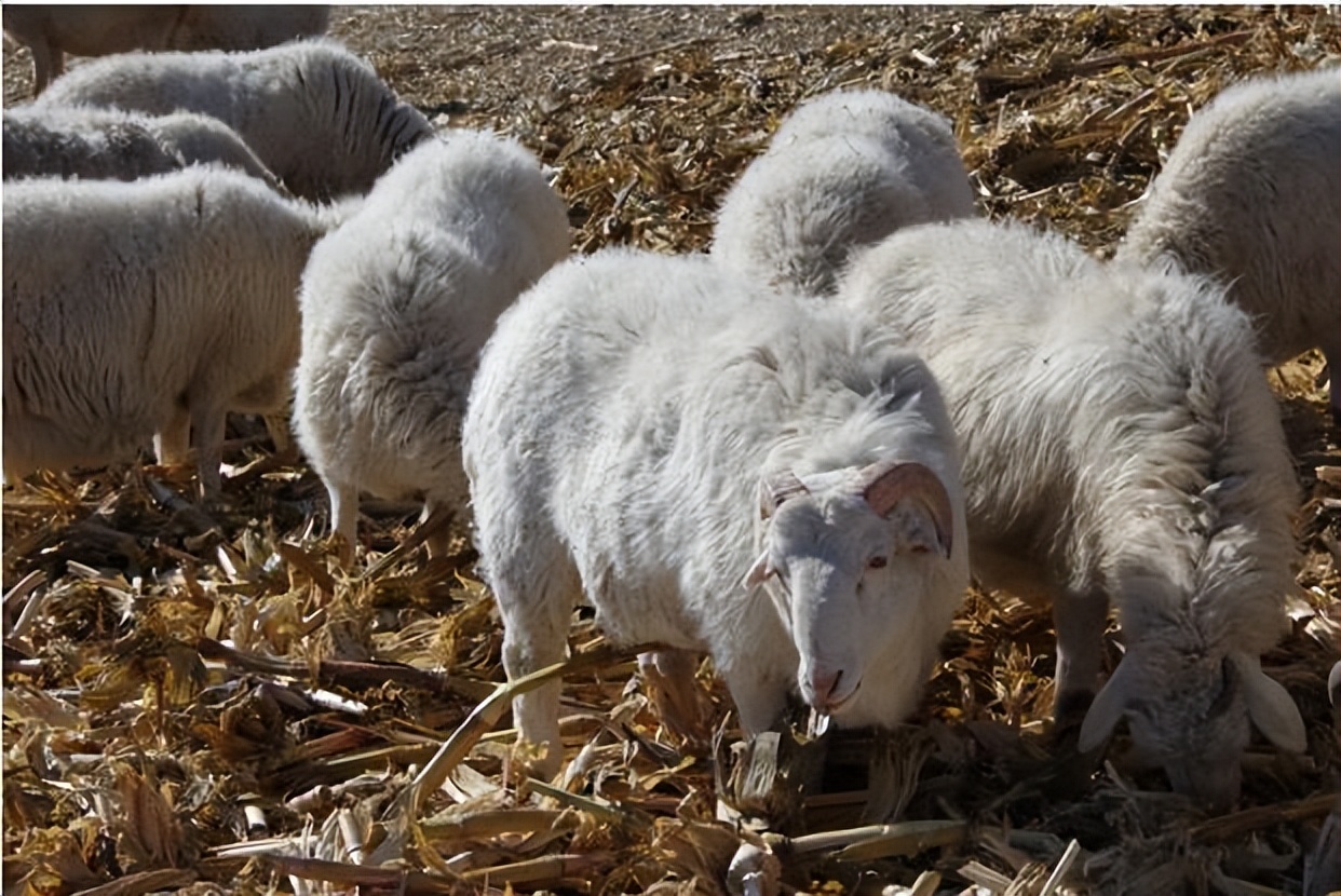 母羊弓背怎么治疗,母羊弓背怎么回事