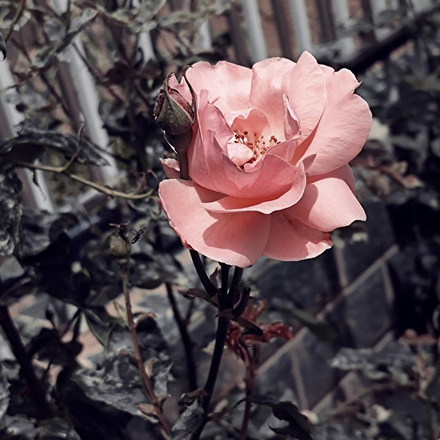 川大张博士,川大张博士后续