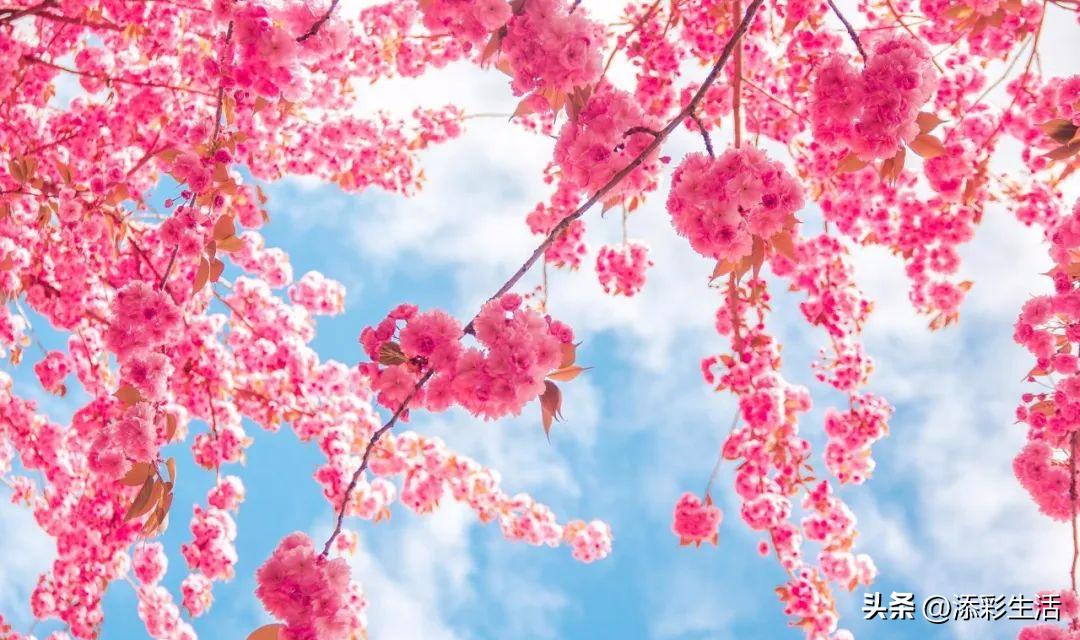 新高考作文素材书推荐,新高考议论文作文素材