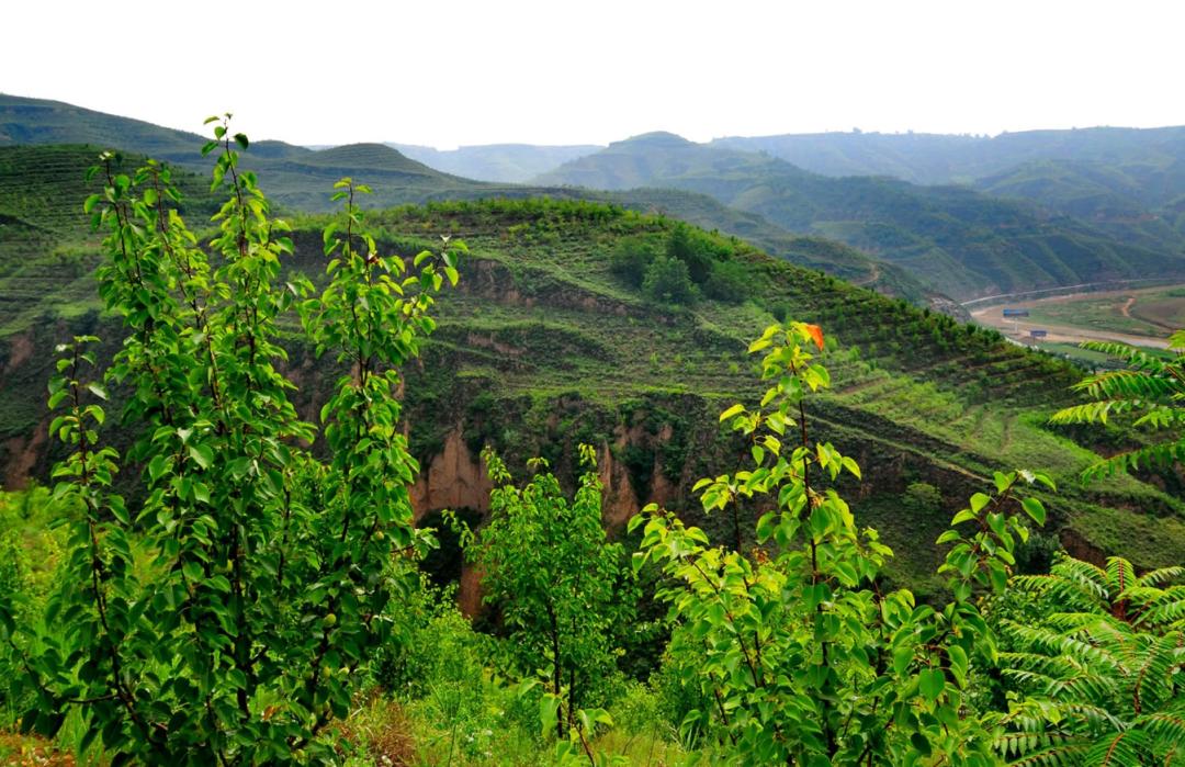 植树为什么可以防止水土流失,植树造林能缓解气候变暖吗