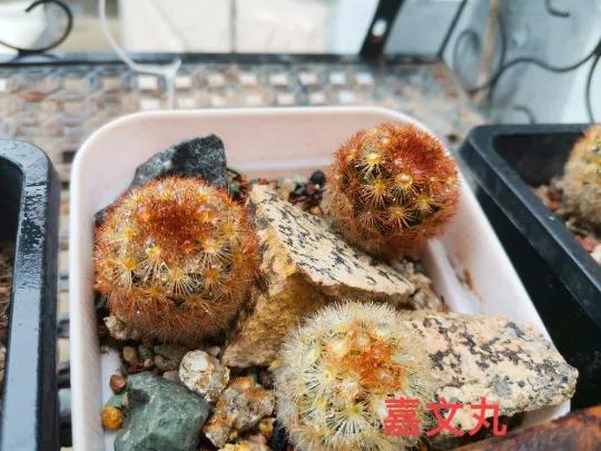 仙人球,仙人球花图片