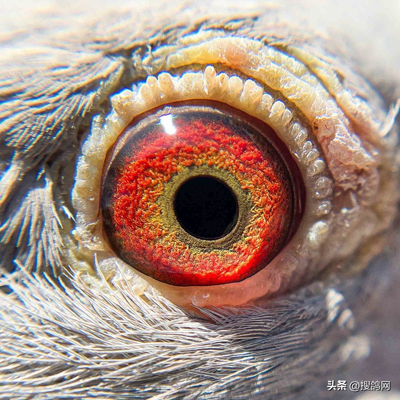 各大公棚冠军鸽,最新公棚鸽王冠军