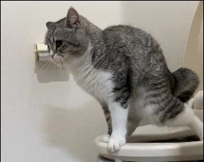 不建议养猫的十大坏处,养猫的危害和注意事项