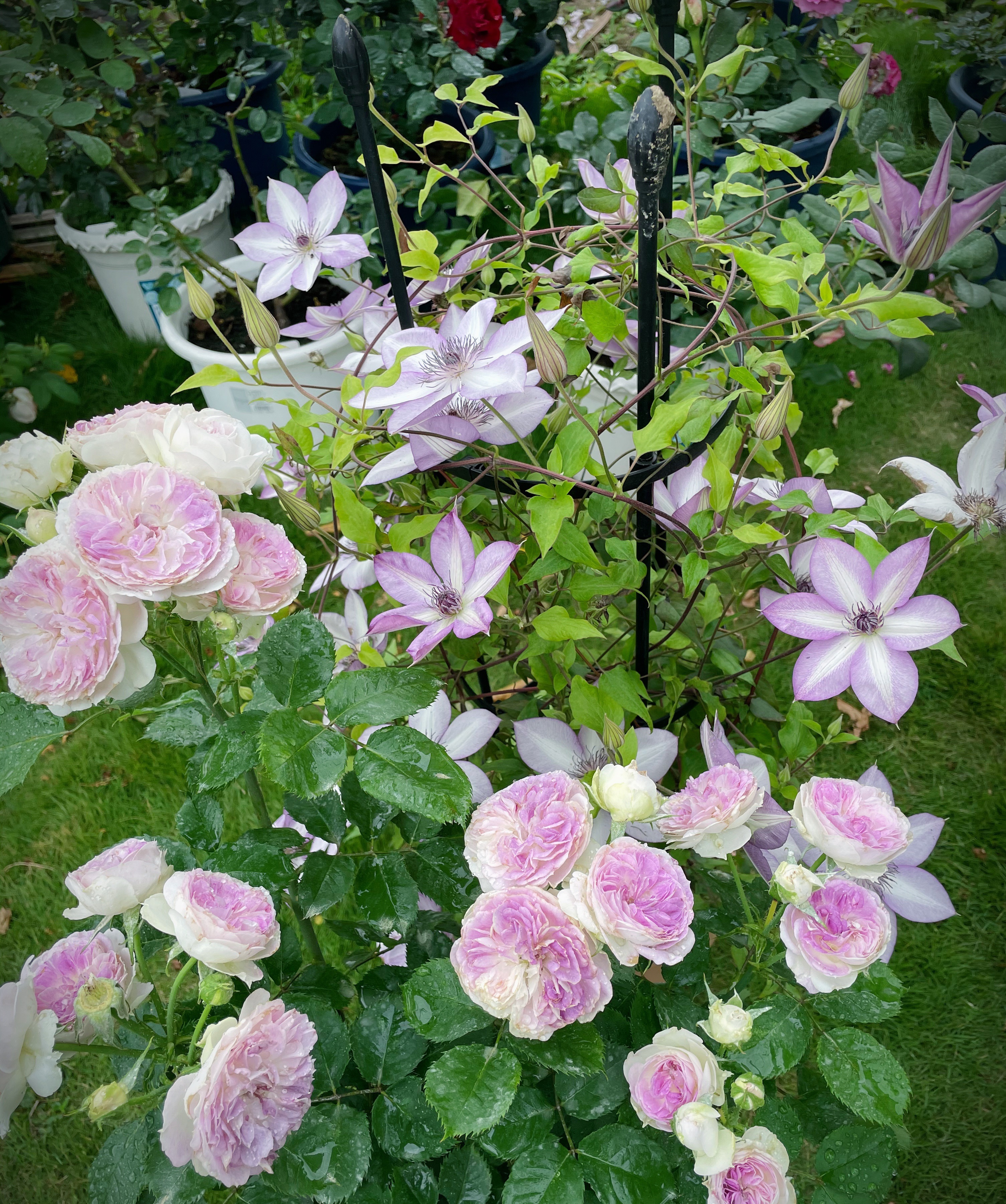 月季花蓝色晴空,月季花蓝月石