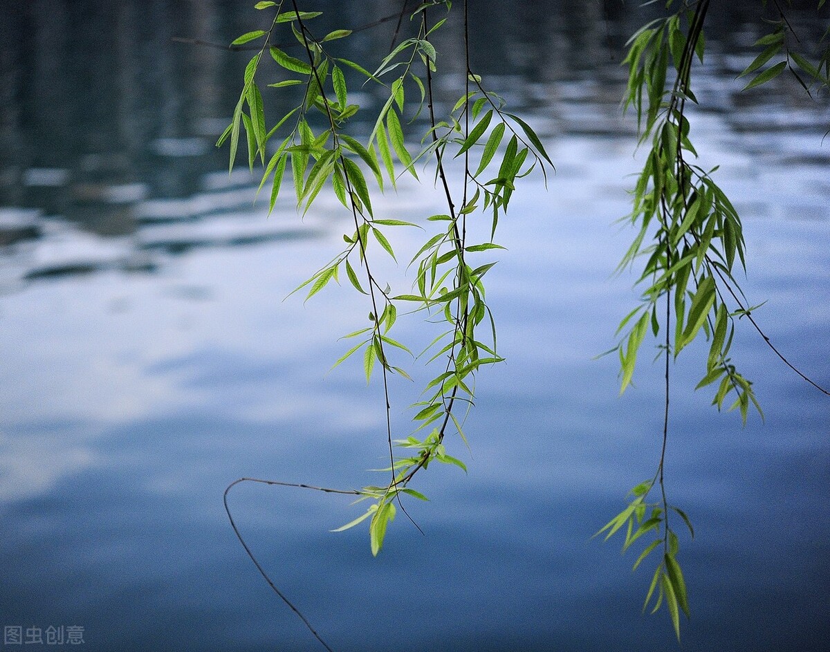 风吹杨柳万千条打一动物,风吹杨柳万千条解析