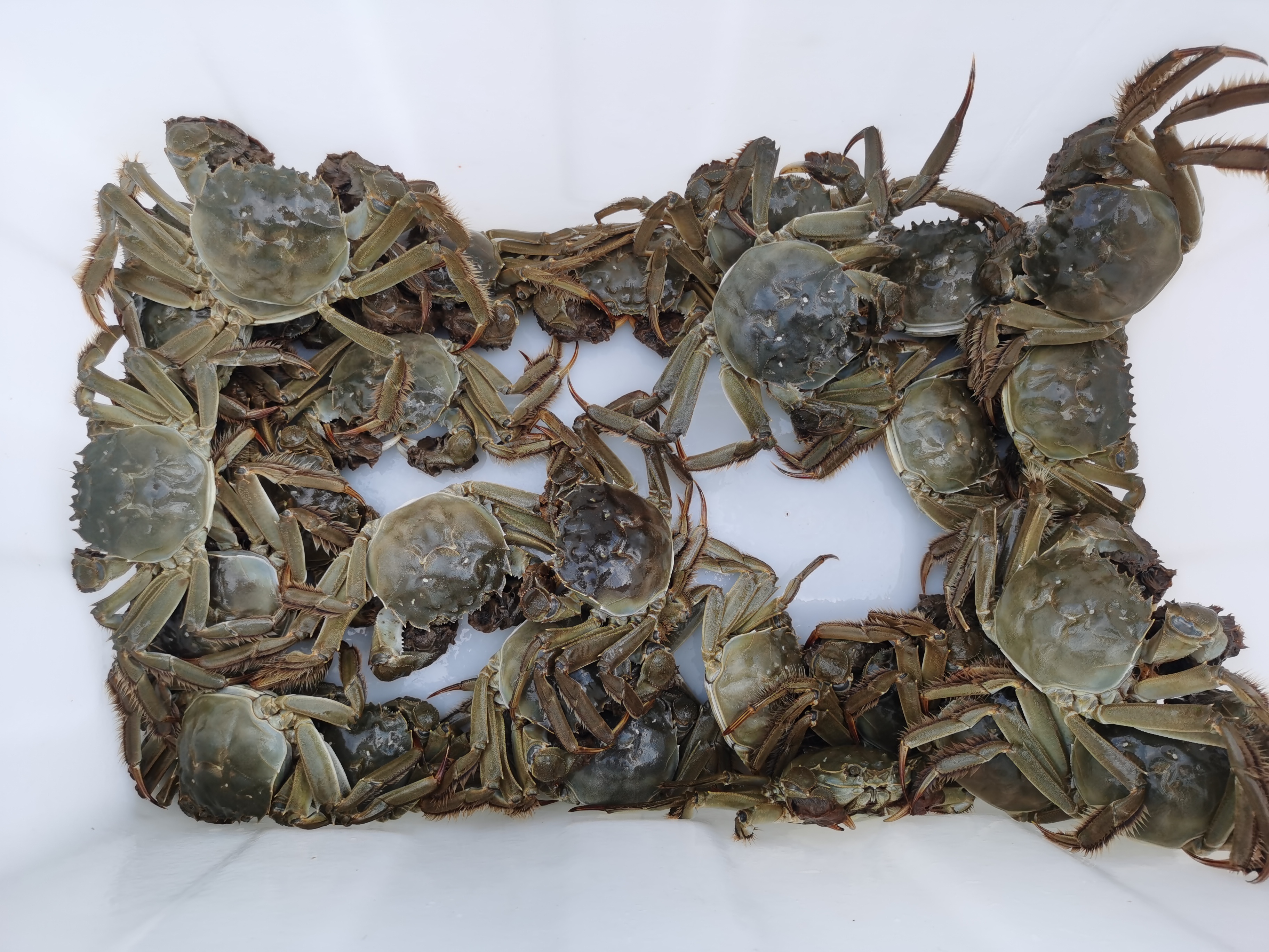 今日华山水产小龙虾价,河蟹河虾黑鱼多少钱一斤