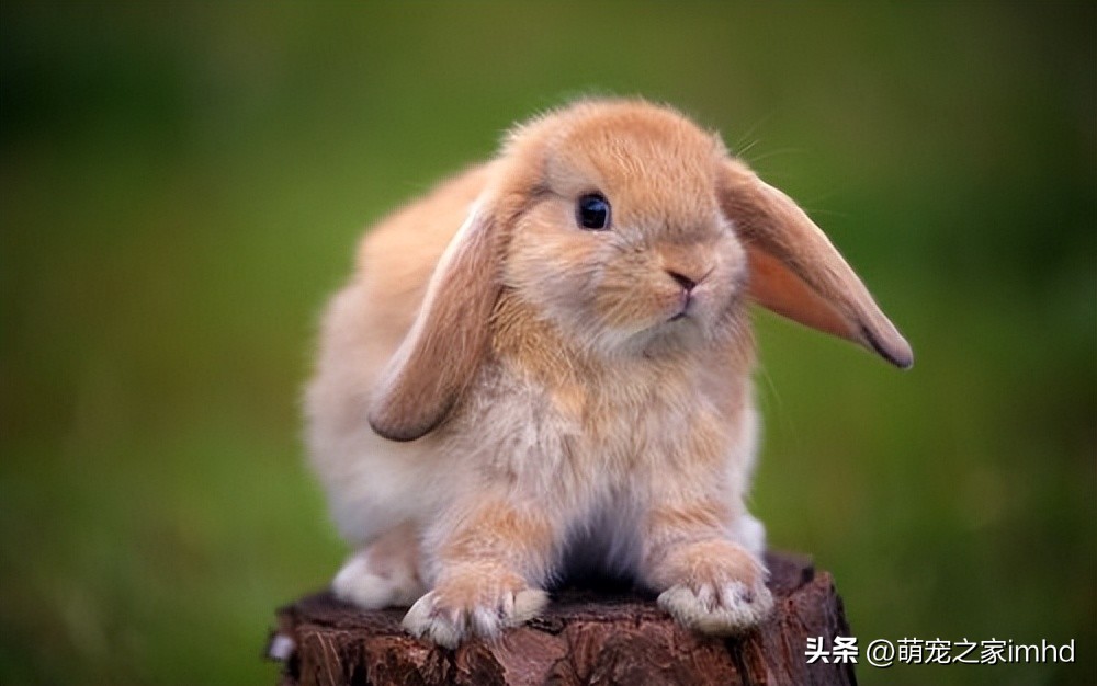 什么宠物好养又干净,什么宠物好养又干净还认主人