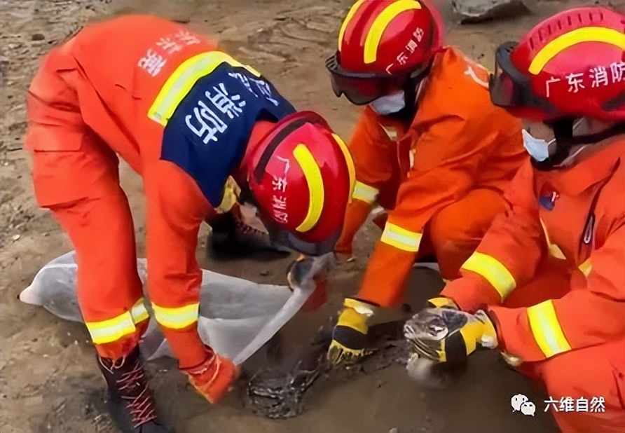 深圳一工地惊现50多斤重蟒蛇,广东一工地惊现蟒蛇