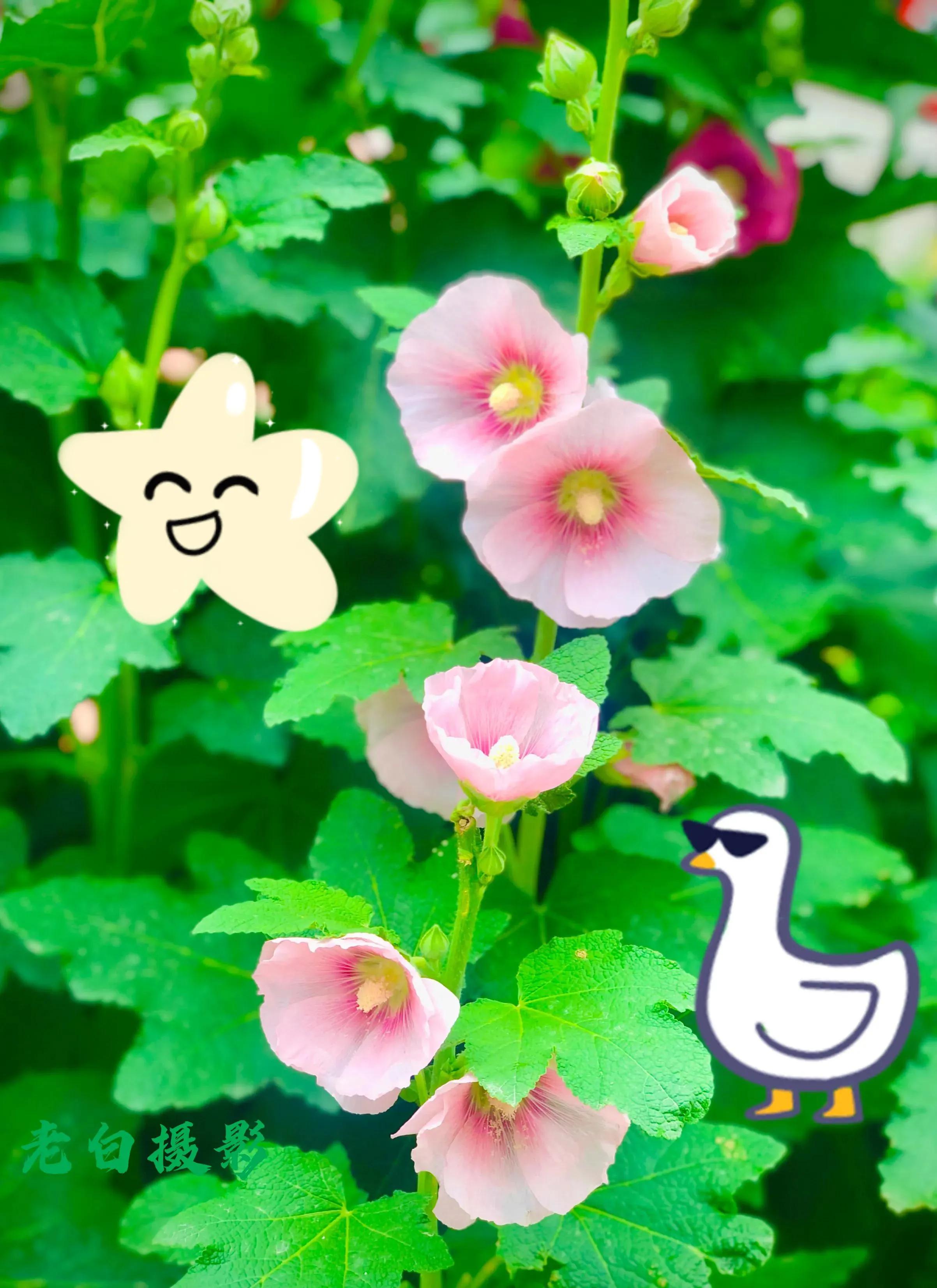 生活的极致就是化繁为简,极简是一种生活态度越简单越精致