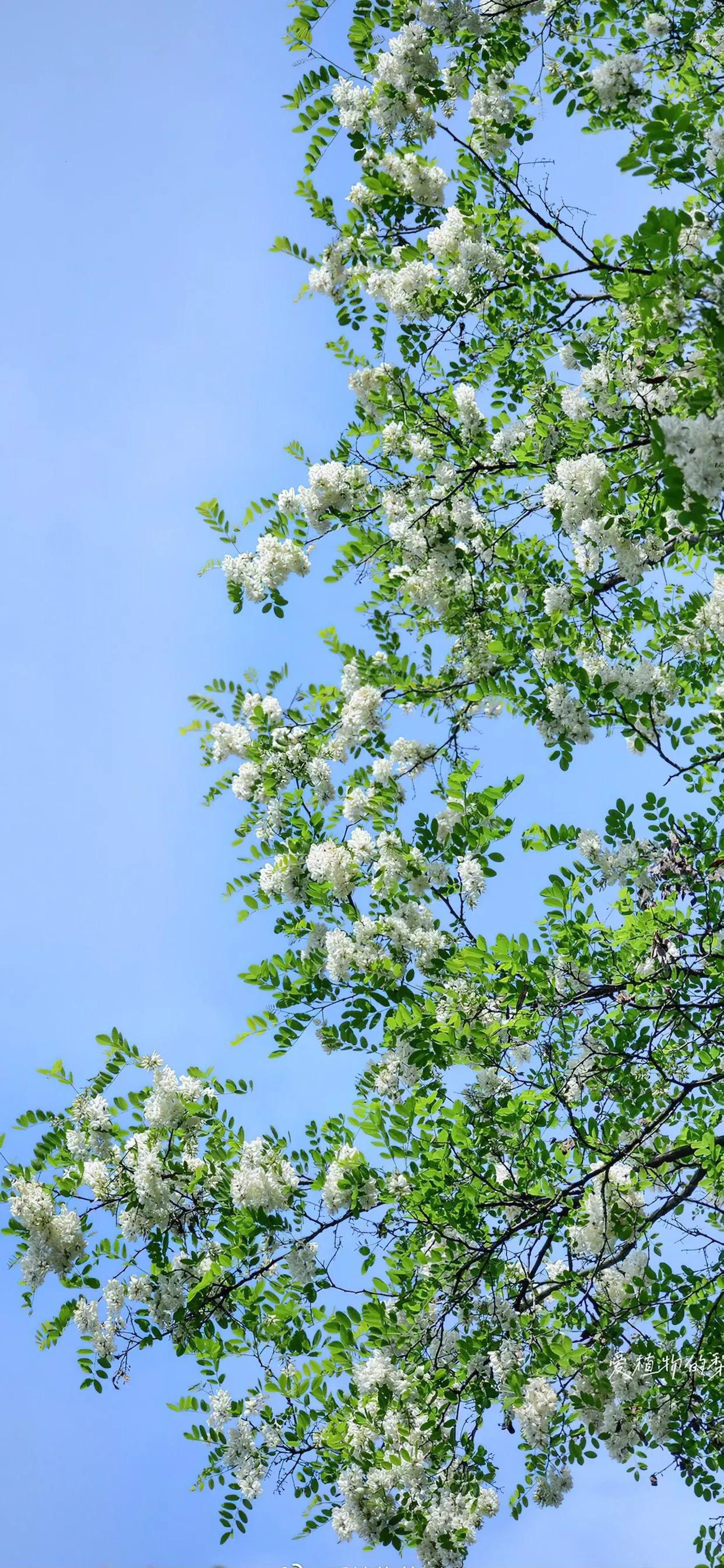 苹果14超清壁纸图片,苹果14高清壁纸4k全屏动漫