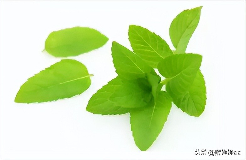 薄荷精油详细介绍,薄荷精油具有温和的能力