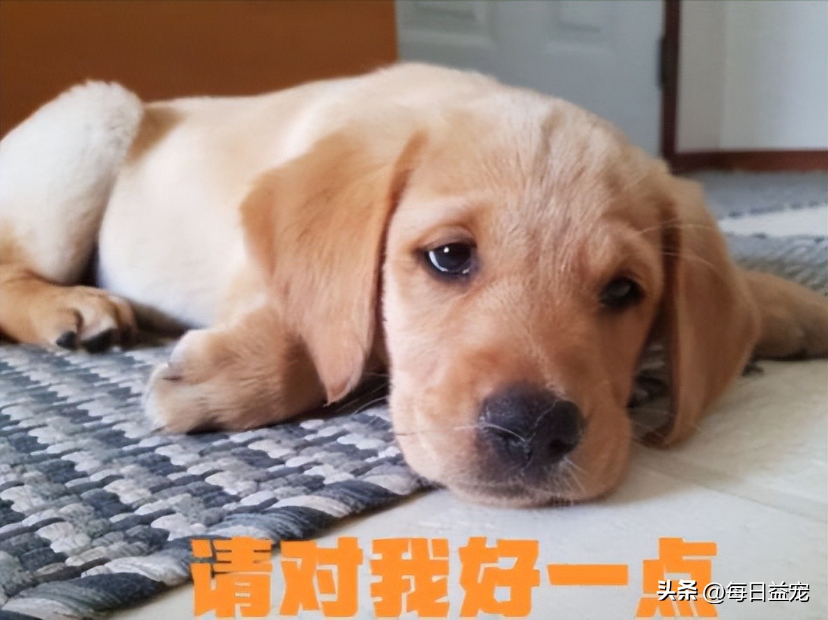 小金毛被弃养,小金毛被扔楼下