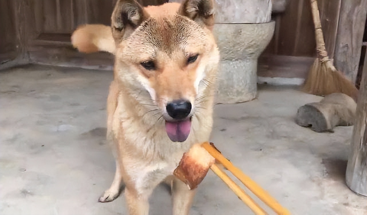 为什么断尾会延长狗狗寿命,狗狗一年的寿命是人的多少年