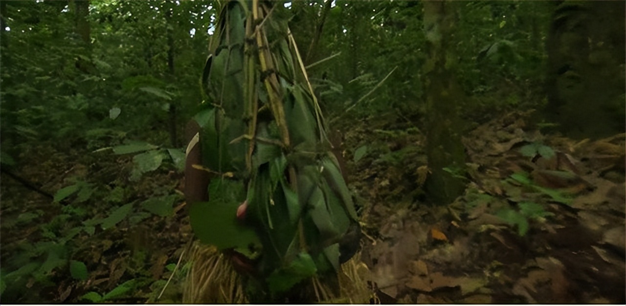 非洲巴卡部落：男人捕杀六米巨蟒，女人挖洞抓非洲巨鼠