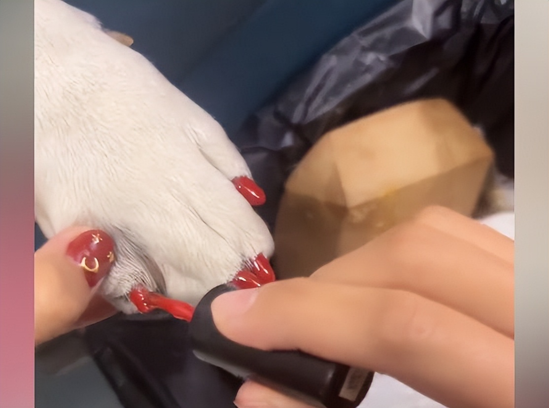 狗狗美容三件套,狗狗美容后效果图