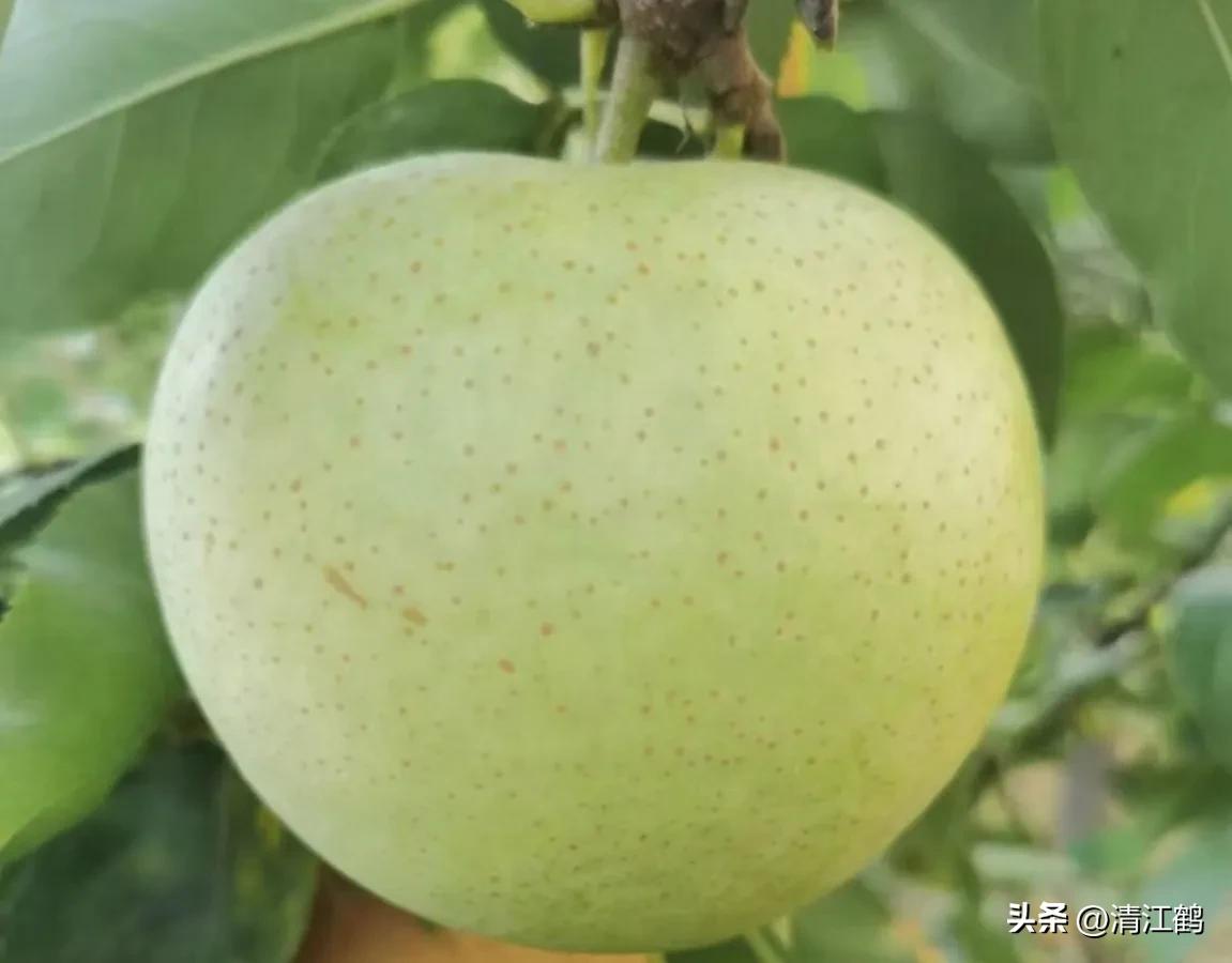 梨果病害图片大全,梨果不套袋病虫害防治技术