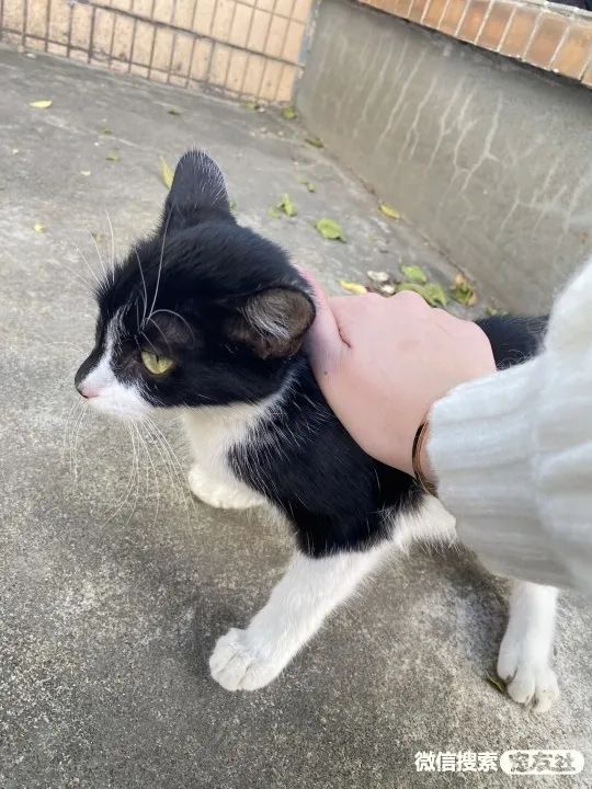 同城附近宠物店领养*养送**平台, 无偿幼猫咪狗狗救助-1231宠友社