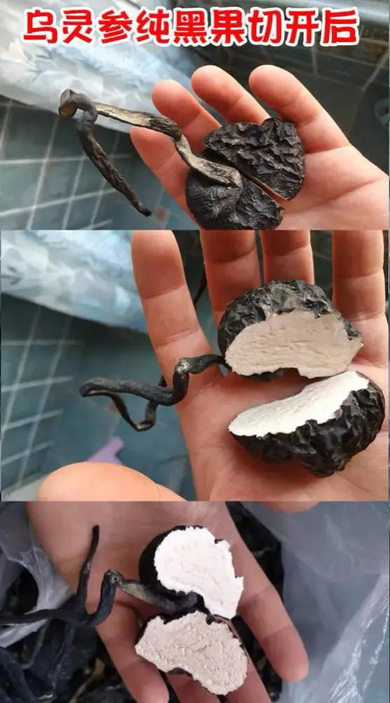 白蚁窝里的稀有菌类 (白蚁窝长出来的蘑菇)