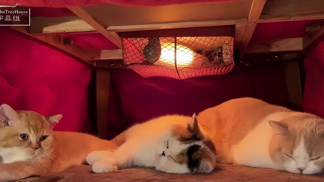 冬季猫咪取暖好物，你pick哪个？