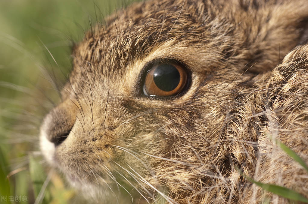 小兔子的眼睛有一个好像睁不开,小兔子眼睛睁不开是怎么回事