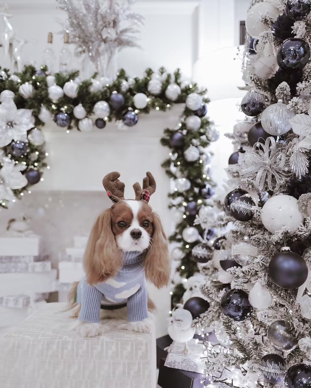 适合家养的最好养的小型宠物狗,最适合儿童饲养的十种宠物狗一览