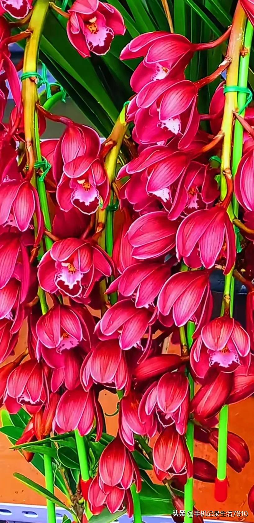 蕙兰花图片欣赏,叶子宽的黄花大蕙兰图片