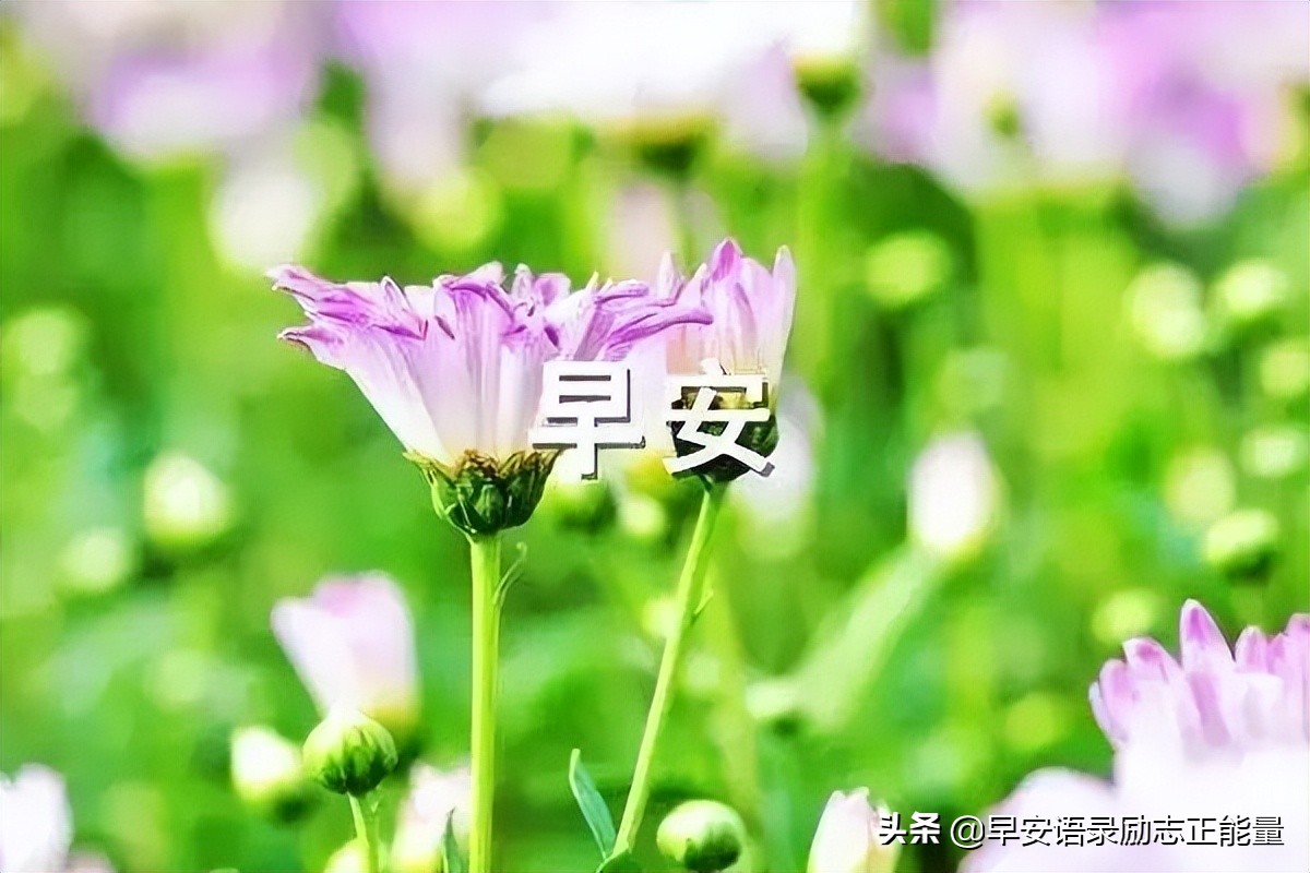 早安励志正能量短句励志图片,早晨励志语录正能量短句图片