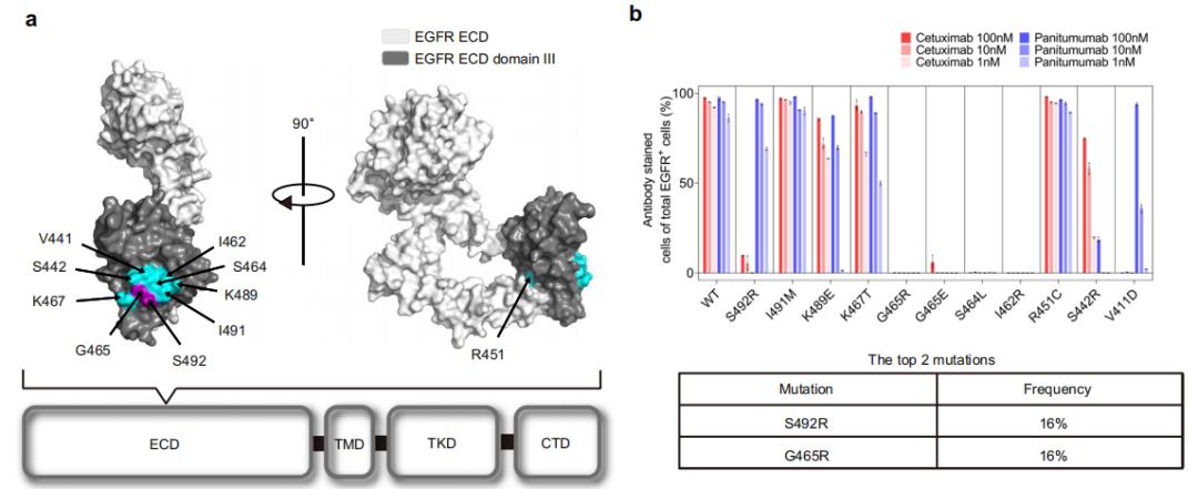 最新nature抗癌药,nature子刊高盐饮食竟能抗肿瘤