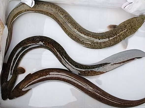 鳗鱼是一种神奇的生物,鳗鱼神奇物种