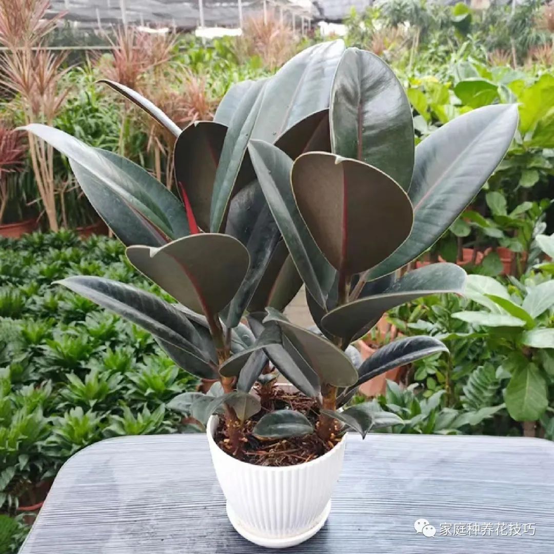 招财进宝植物的风水,寓意招财进宝的植物