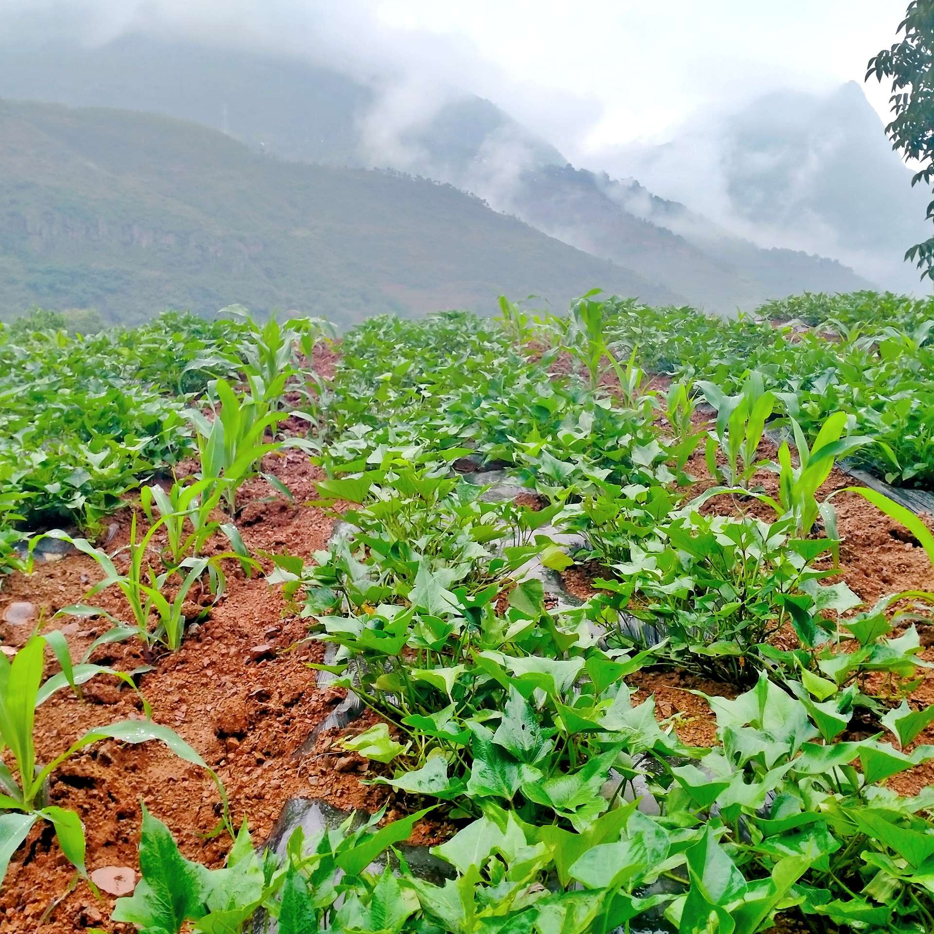 多想一觉醒来，我还是那个赖床的孩子