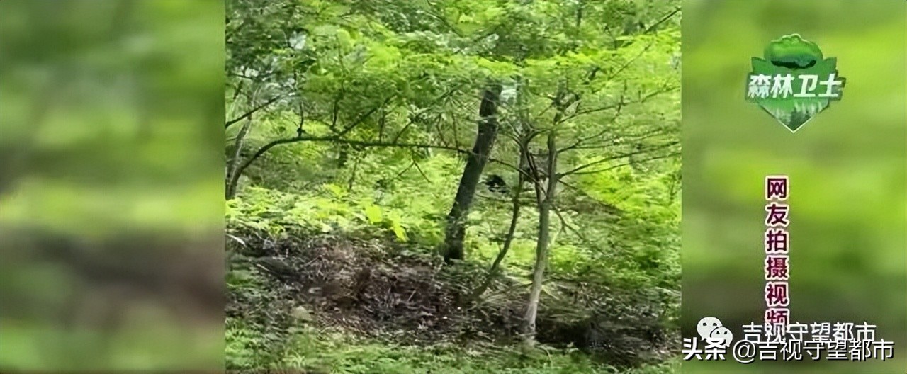 开车遇到行人鸣笛不礼让怎么办,开车遇到熊拦路