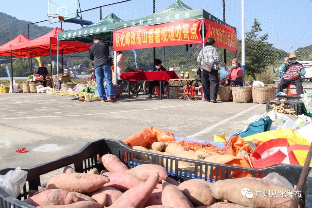 良口镇良平村番薯,从化良口镇高山番薯