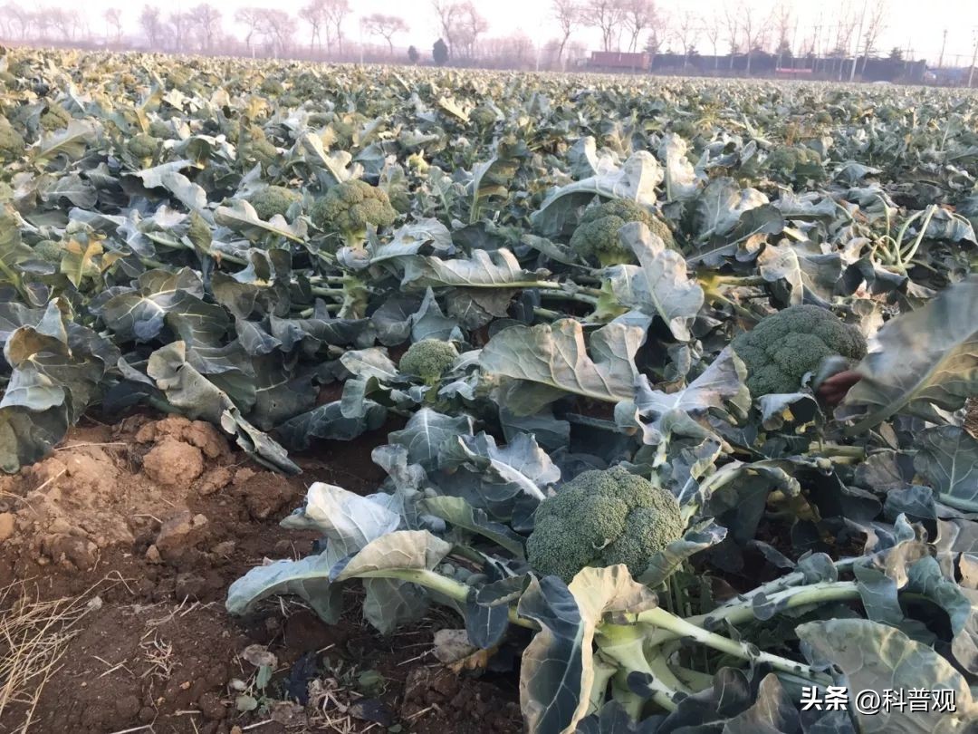 日本垄断中国市场百分之多少,日本垄断的西兰花