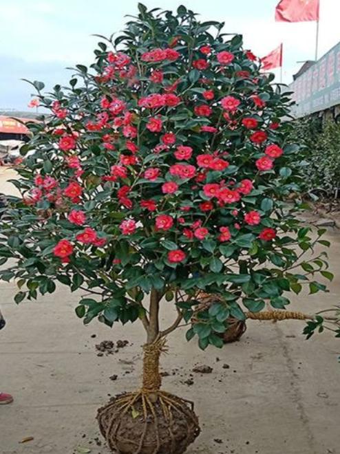 庭院绿化树种什么最好,适合庭院种植的常绿树种