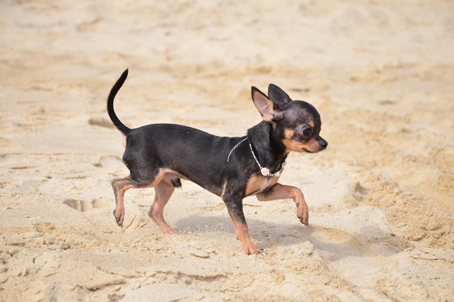 吉娃娃呼吸急促身体发抖,吉娃娃呼吸声音变粗怎么治