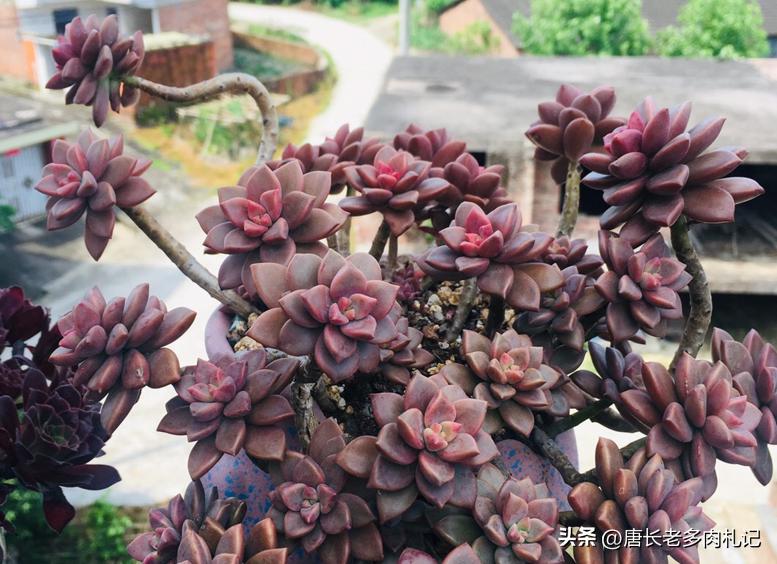 多肉阿伦怎样养护,夏天不怕晒的多肉品种