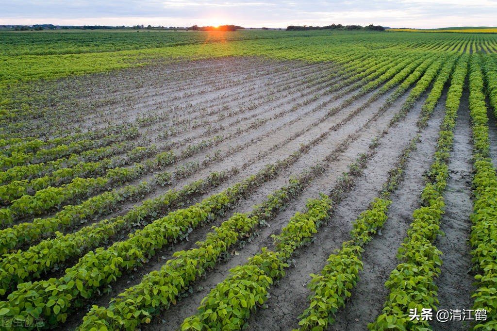 豆类地能用什么除草剂,豆类除草剂配方大全