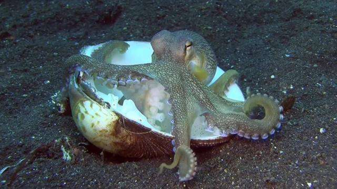 章鱼为什么没有成为食物链顶端,章鱼为什么比人类智商高