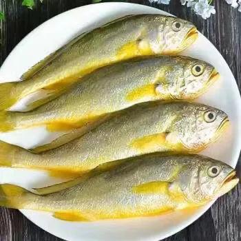 深海大黄鱼和淡海大黄鱼,霞浦大黄鱼和舟山大黄鱼