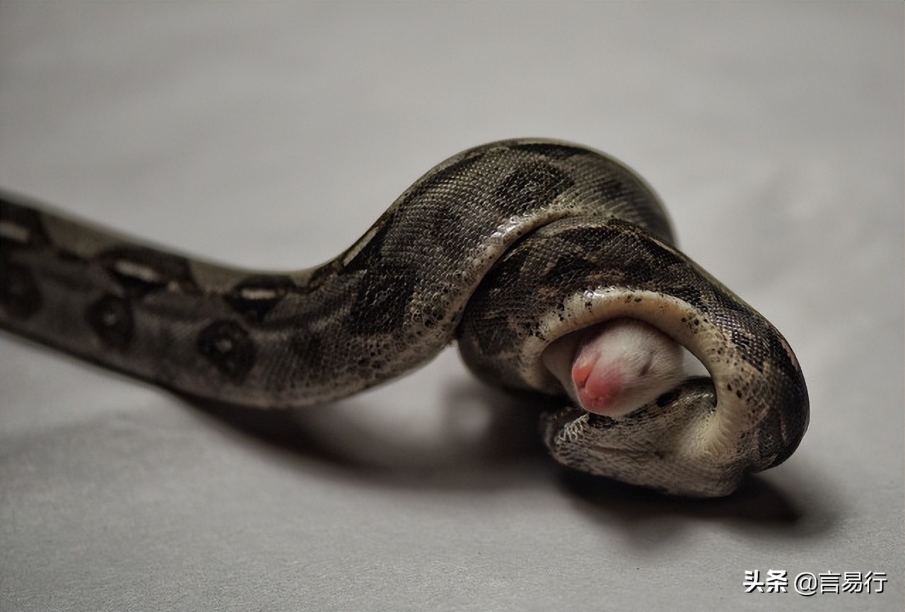 蛇怕什么植物驱蛇,蛇最怕什么在野外遇到蛇该怎么办