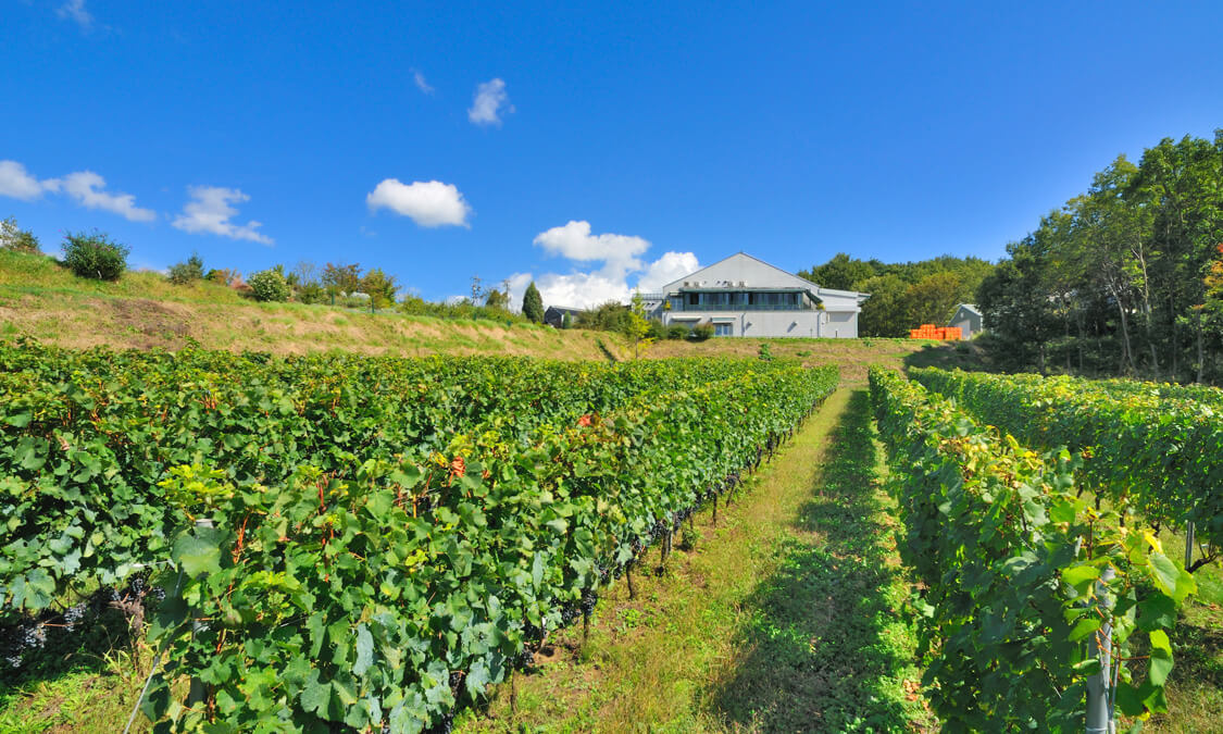 巴西为什么是体育强国,巴西的足球为什么那么强大