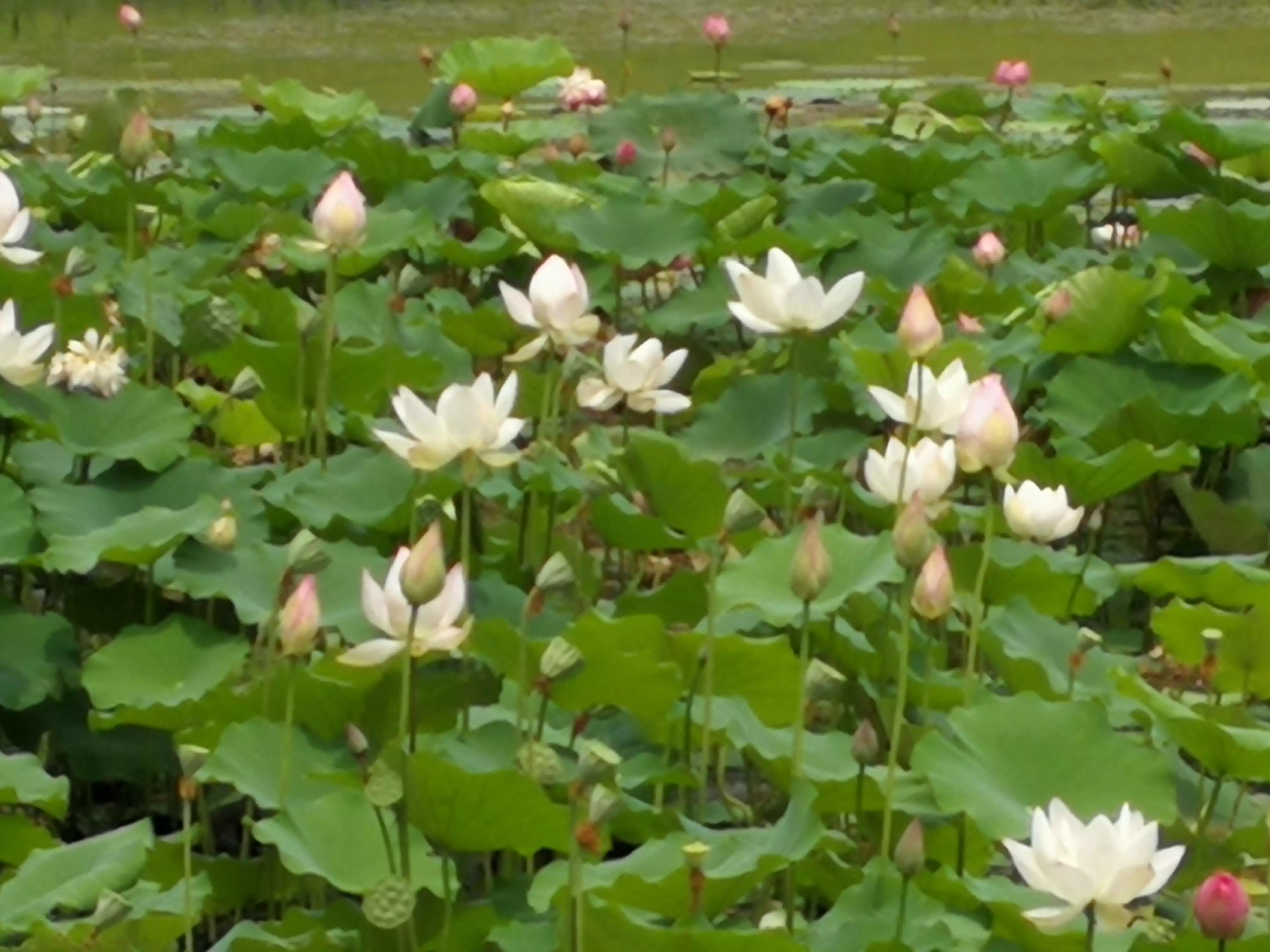 娇艳欲滴又清新雅致的荷花,娇羞迷人的荷花