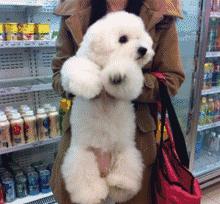 七种便宜性格又好的狗,世界上最有灵性的狗