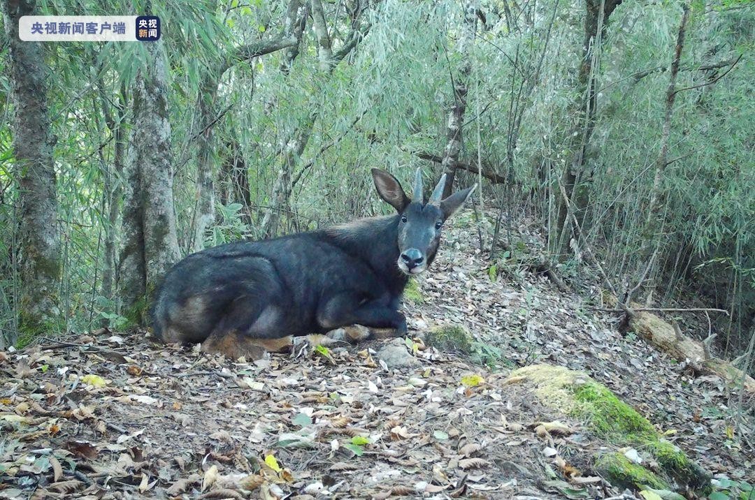 湖北的神兽九头鸟,湖北出现多只神兽天马