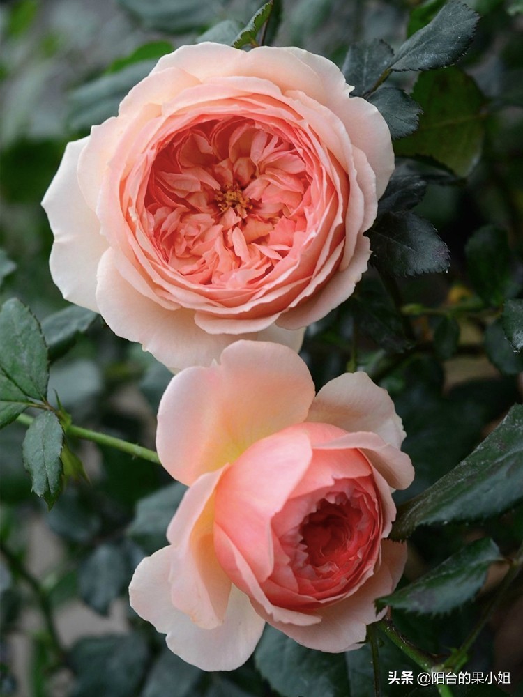 推荐几种值得入手的月季,盘点又好看又容易种的花