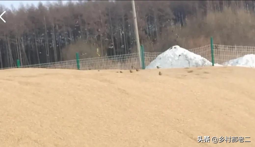 鸟偷吃玉米苗怎么办,鸟吃食掉渣怎么办